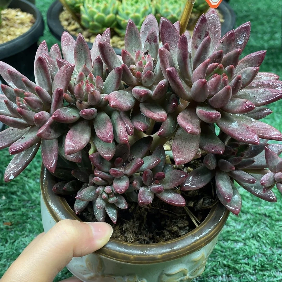 149一起一一拍一拍
