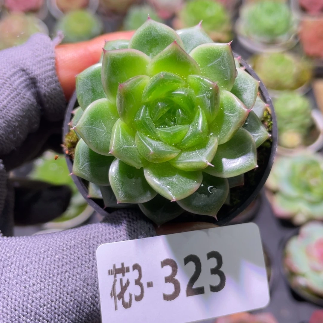 花利美3-323碧玺莲心