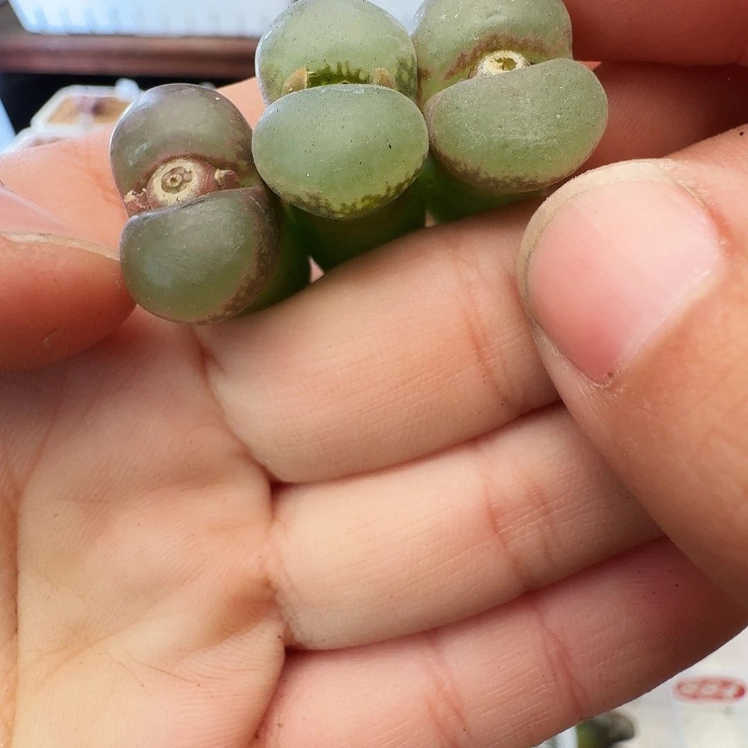 福利瑕疵风铃介意慎拍876