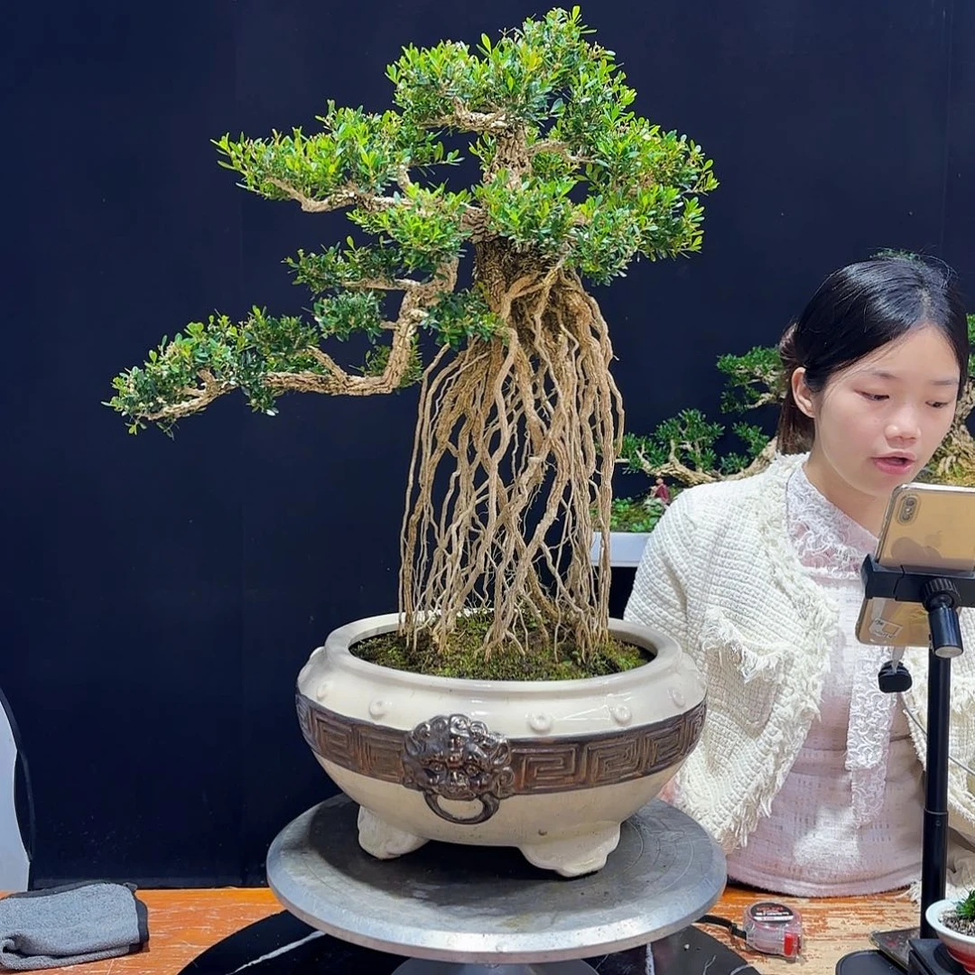 黄杨室内室外盆景