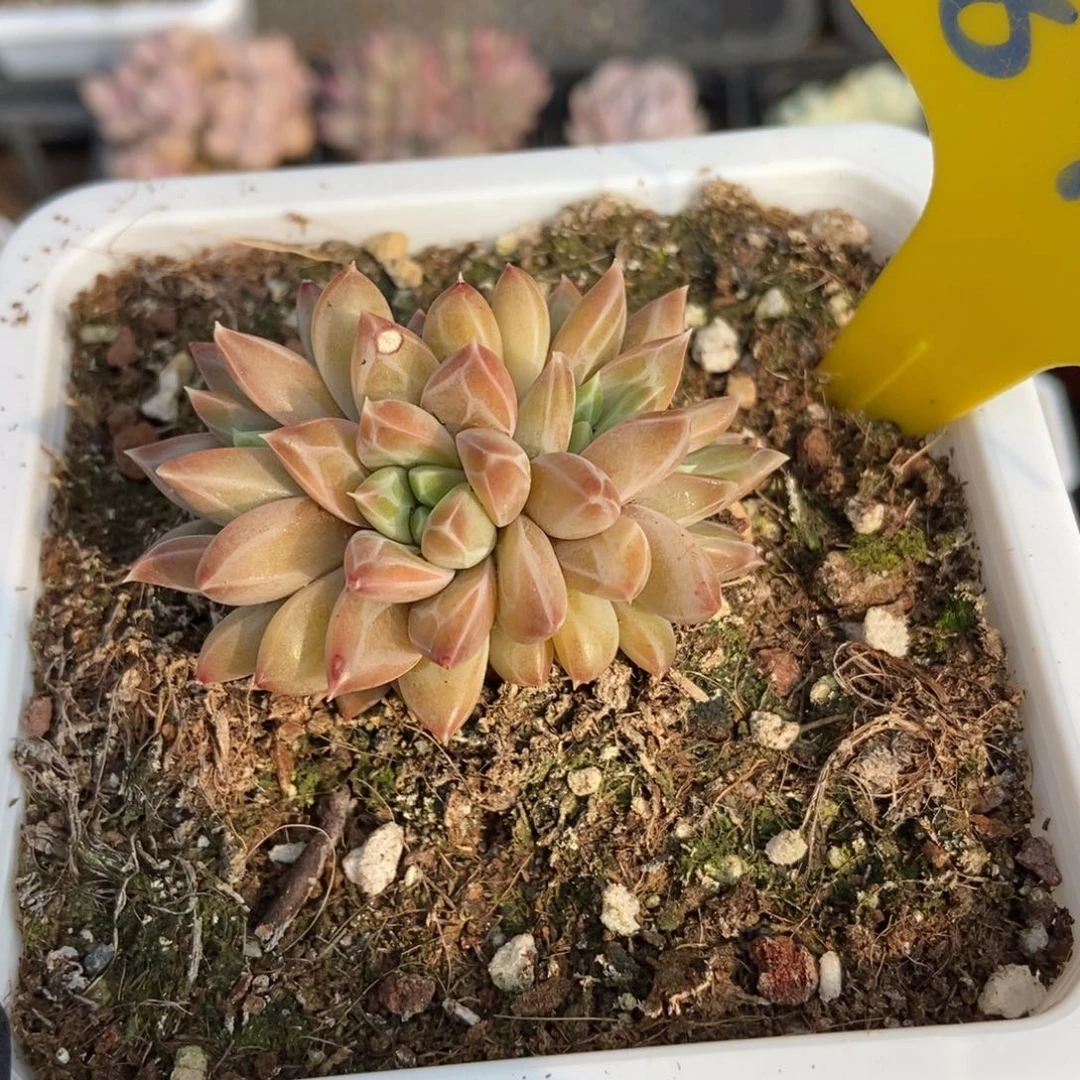 877幻影美人多肉植物保护