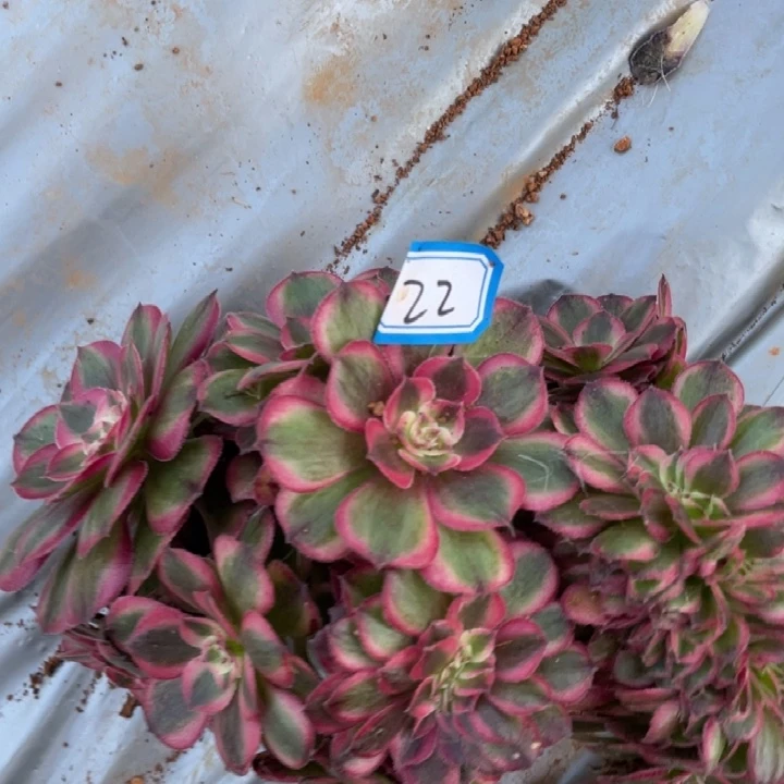 22荔枝朵朵缀化法师