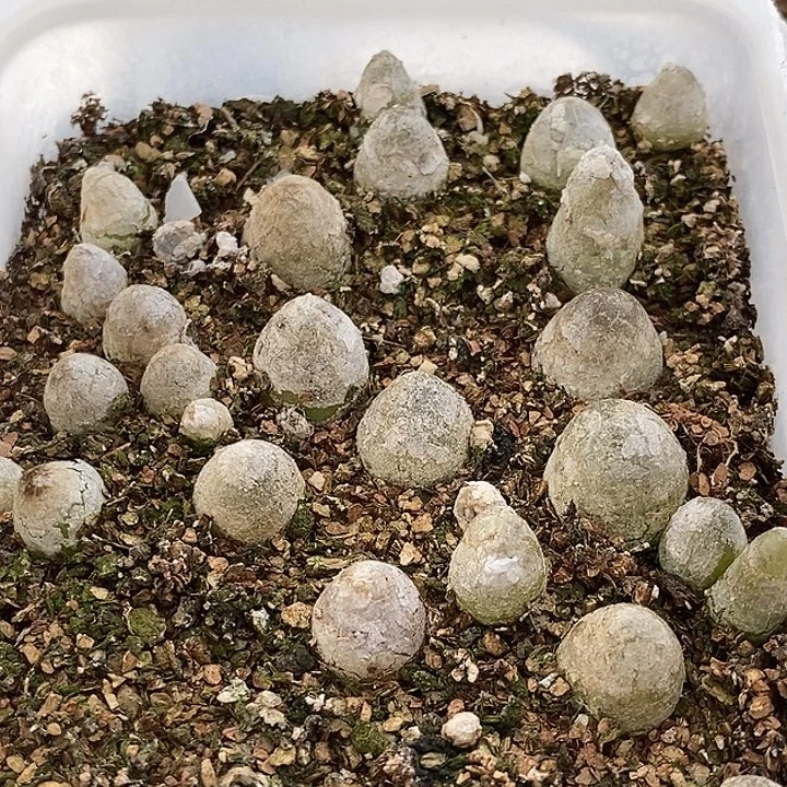 3072灯泡1盒。