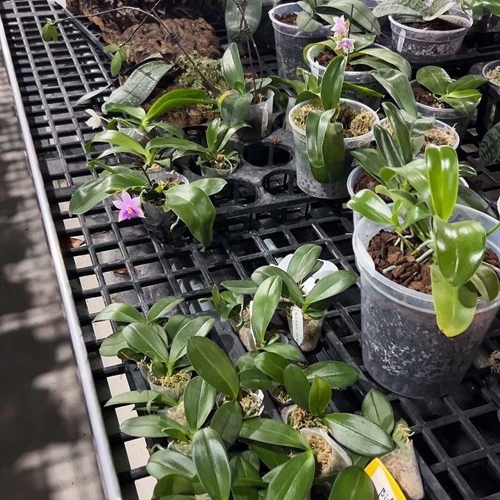 不开花植物1.7苗小莓果