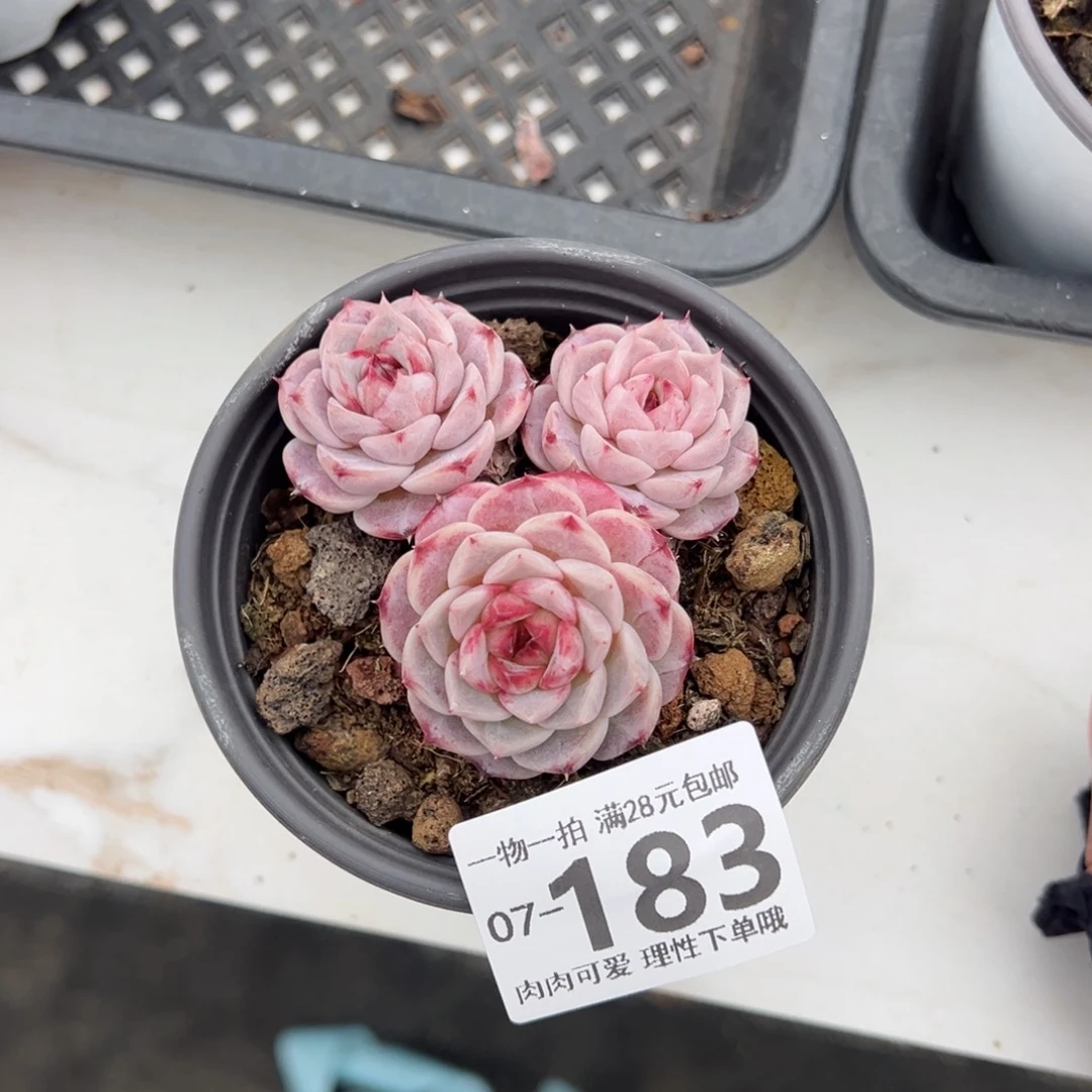 天鹅绒不包整多肉多肉多肉多肉