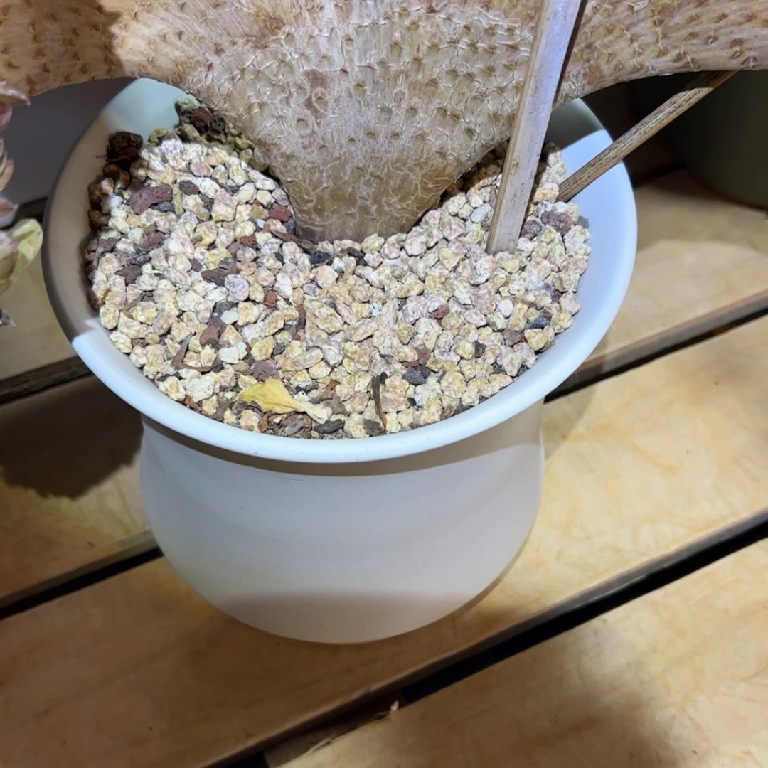 法师缀化老桩缀化专用土5斤