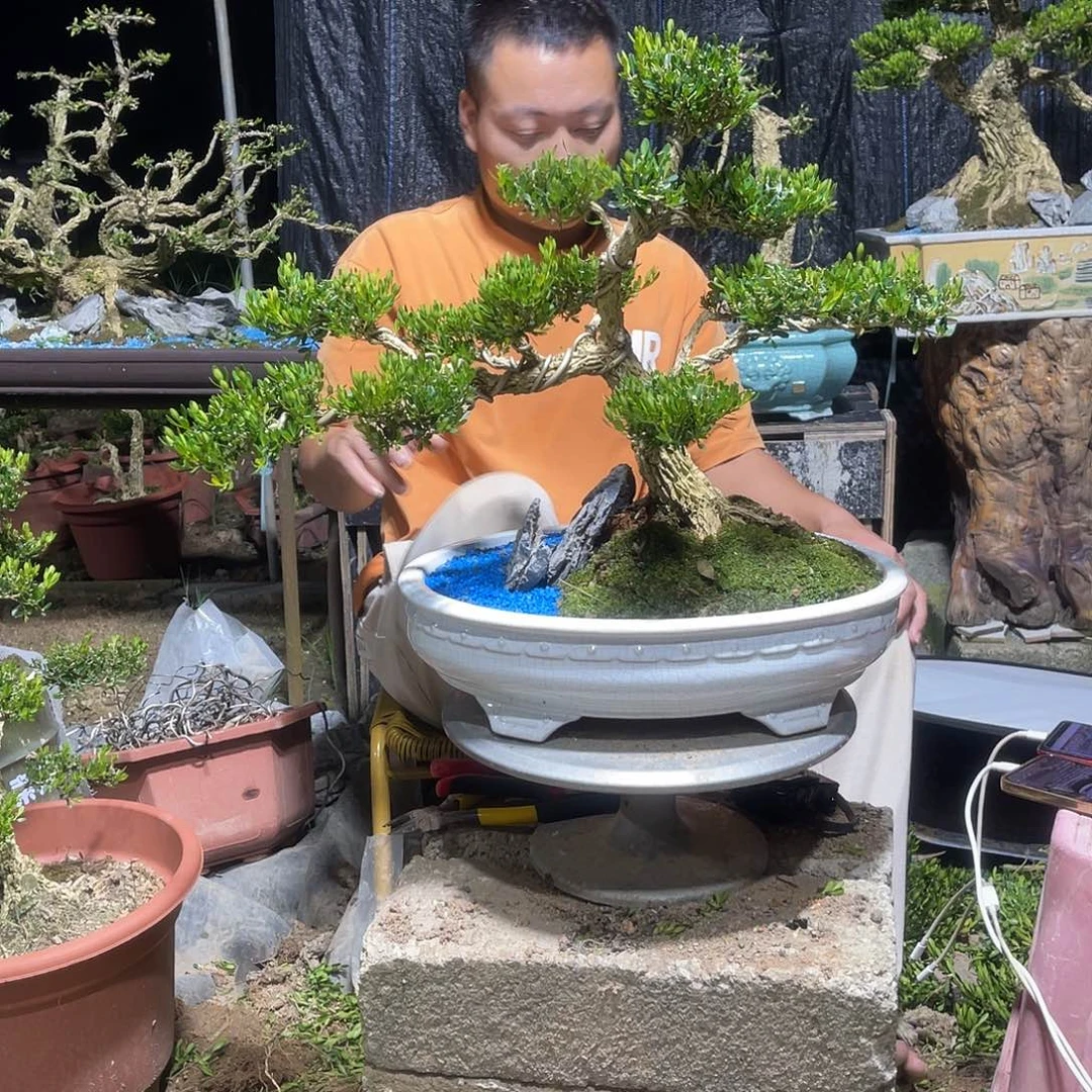 当前无花栽培后可以开花
