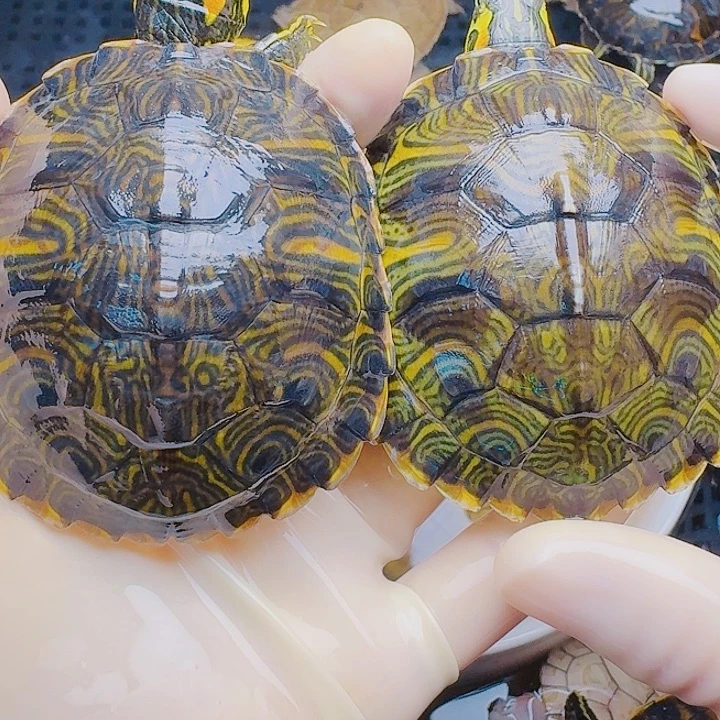 ****生绿毛龟母2222222222222