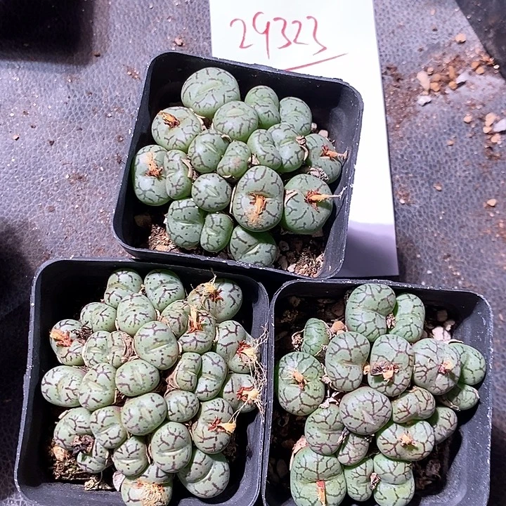 29323。  猴脸青姬一盒。