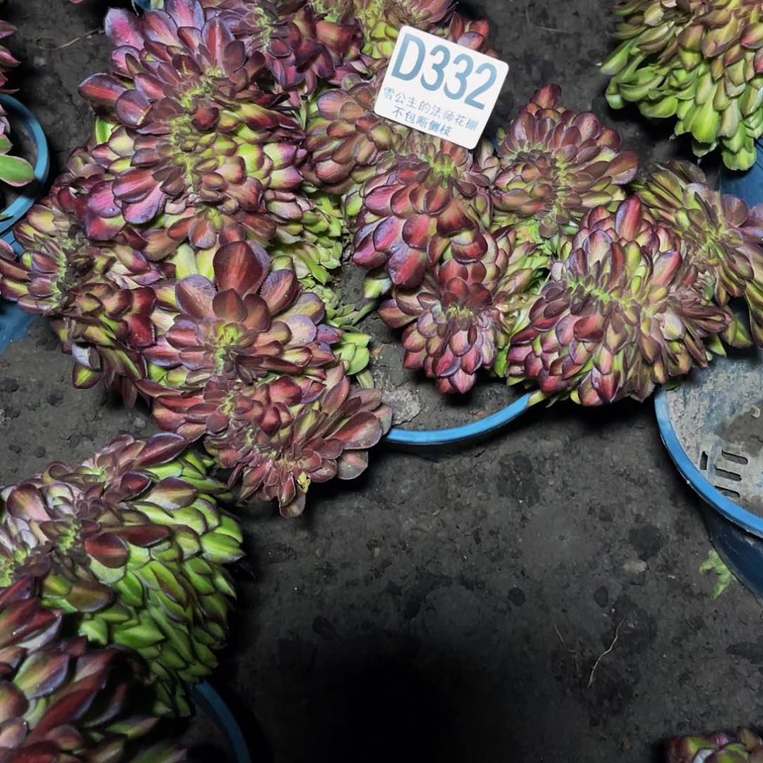 法师法师28/32包邮法师