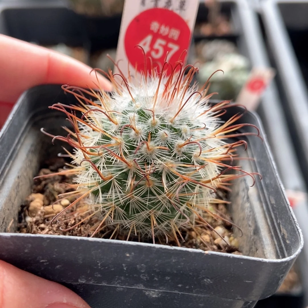 实生三割刺丰明丸3.6cm