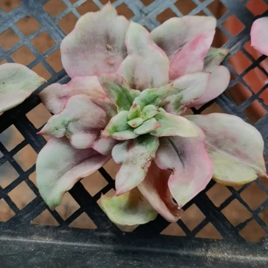 翠花超白锦东云家里的