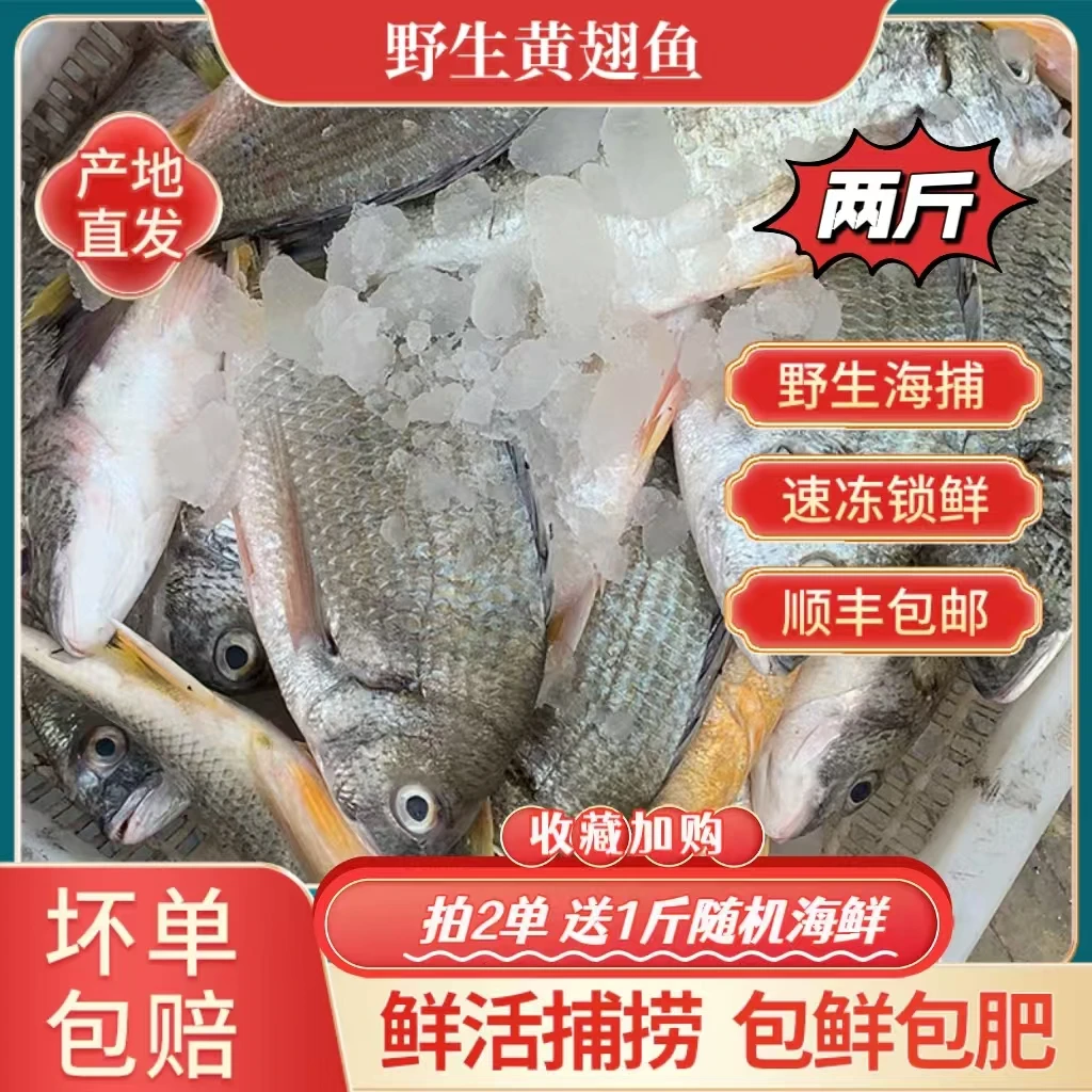 台湾海峡 野生黄翅 到手两斤