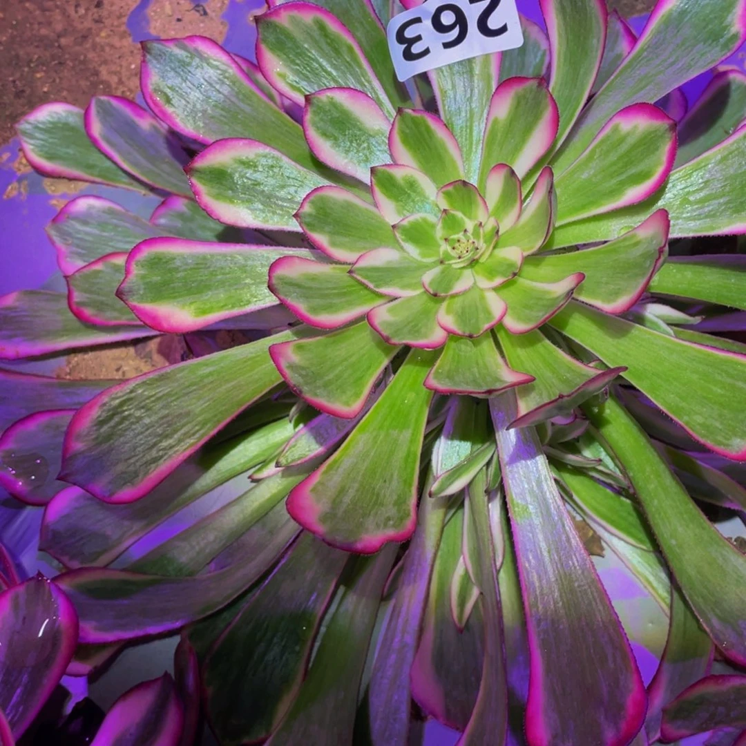 霁月多肉植物多肉263