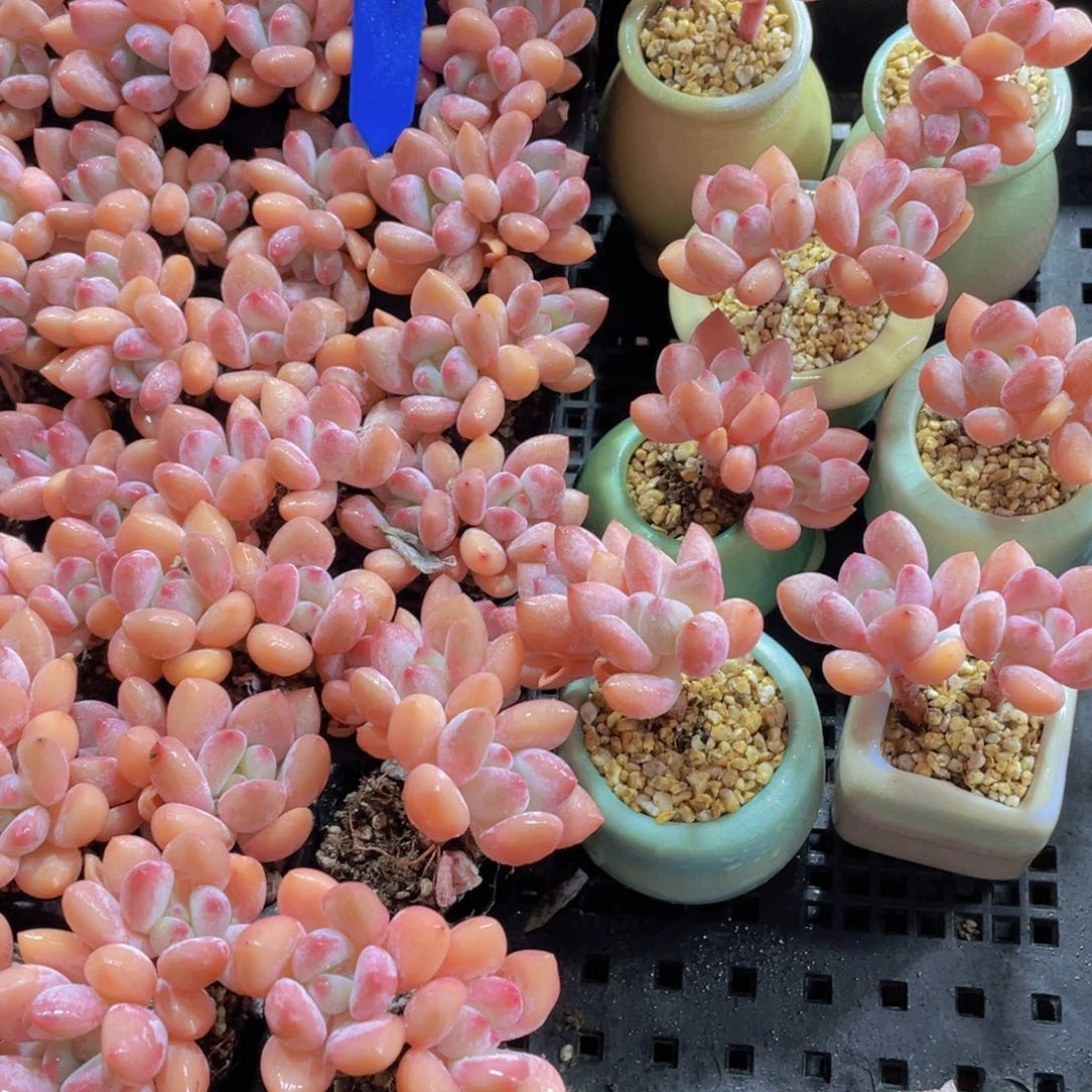 量拍126号 香香公主双头带腿2个