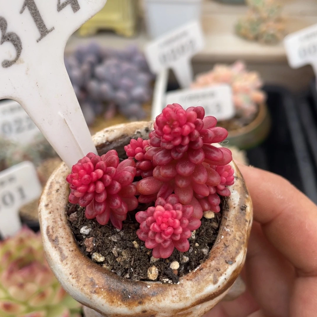 314浆果锦不带盆4厘米