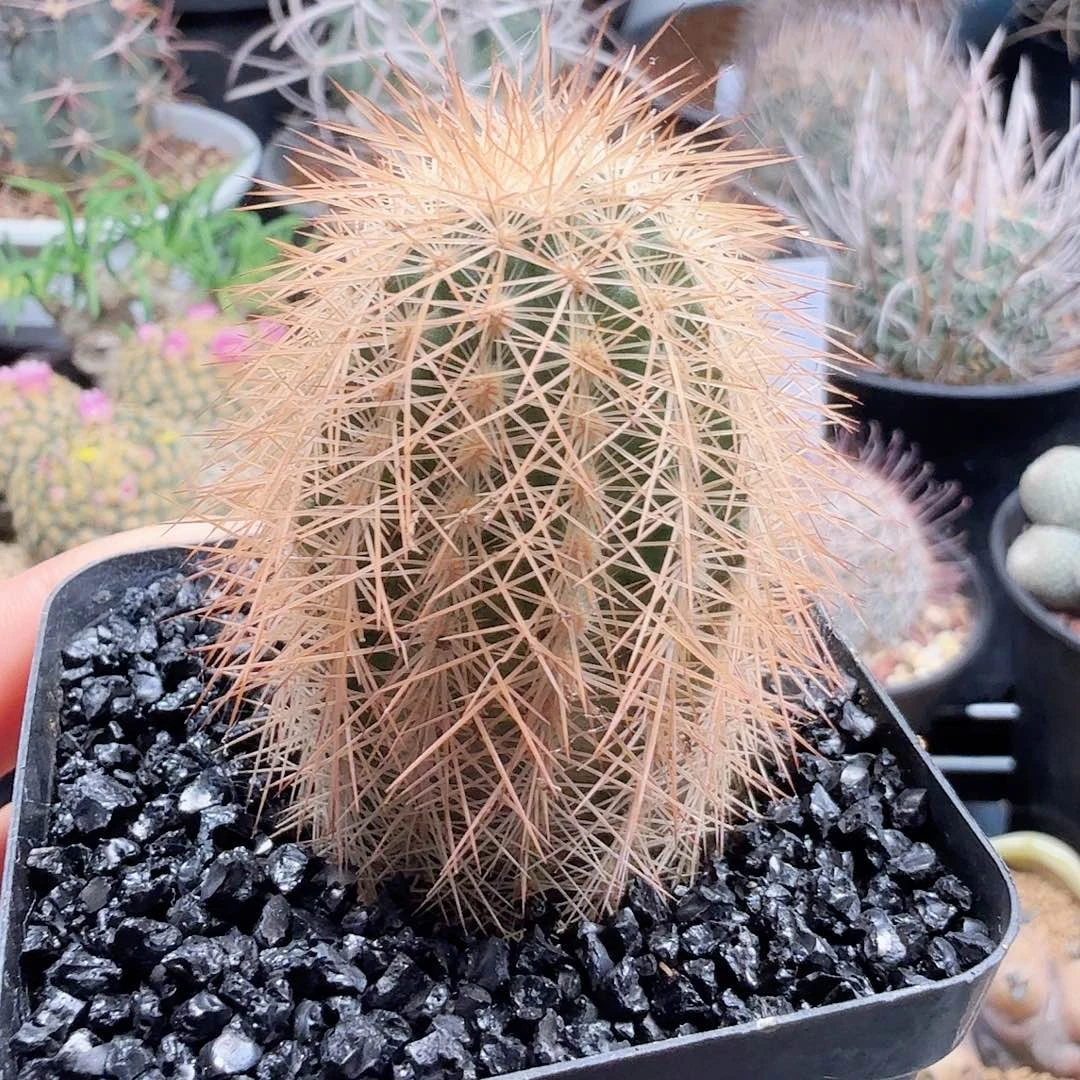 实生丽光虾变种脱土发货