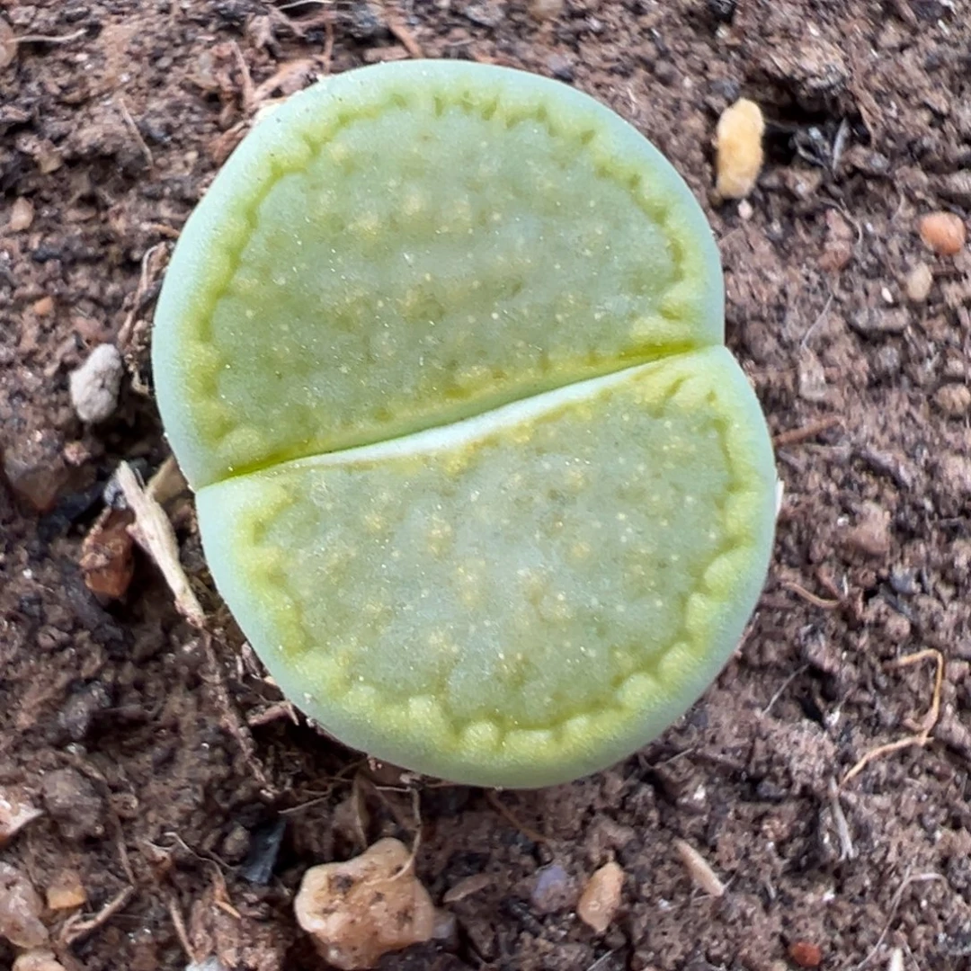 12.2好看的多肉脱土发货949