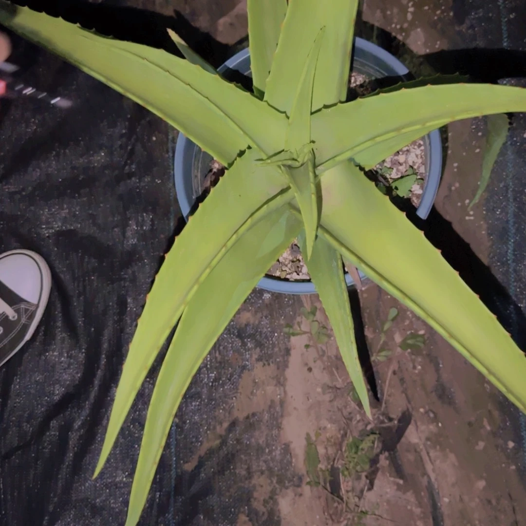 龙***架块根植物块根植物