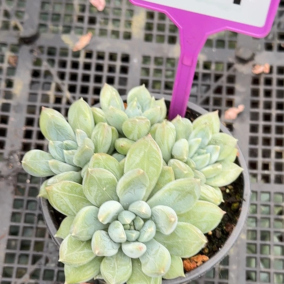 雪***儿阿帝纹多肉植物791