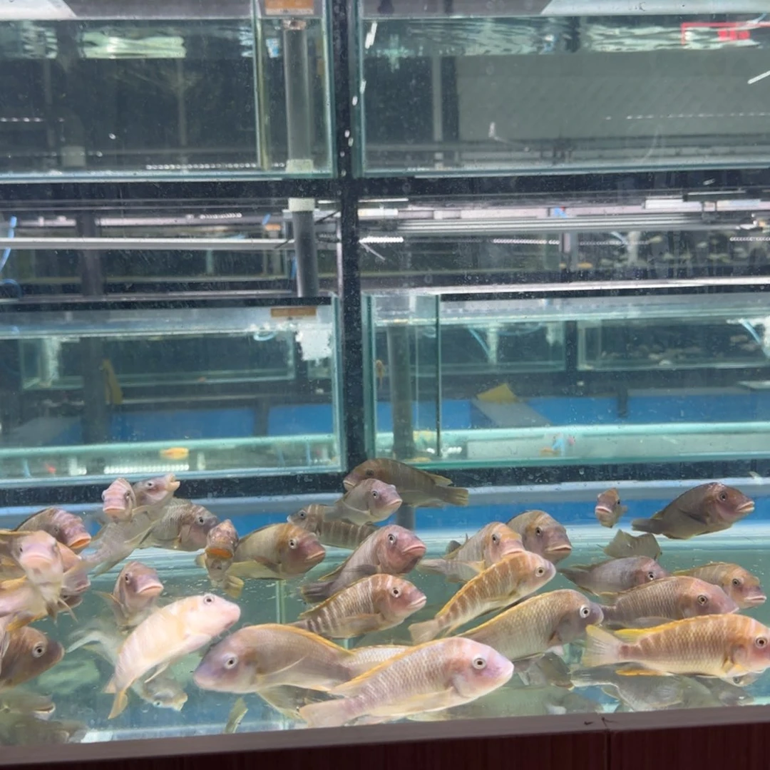 慈鲷法姆拉龙王10厘米一条