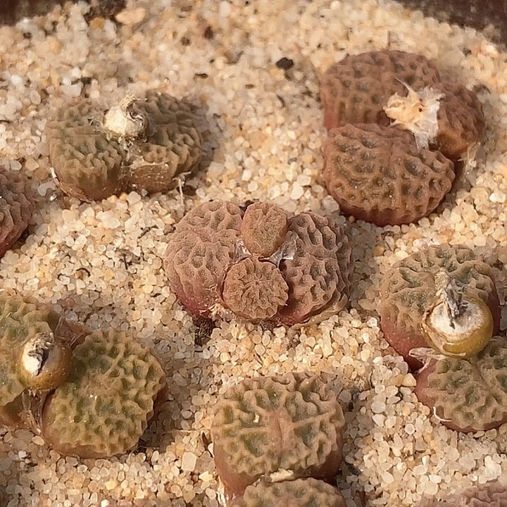 10527双头超烧一颗    DT7778