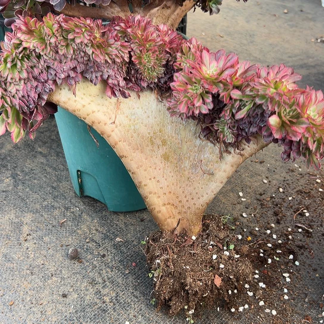 红铜超白整版老桩厚板哪
