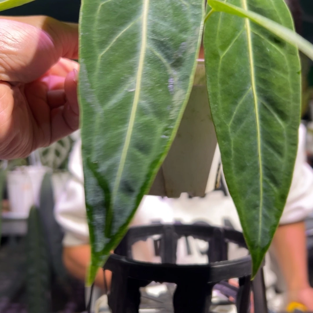 完全开放火鹤后花烛