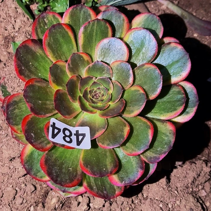 484万七彩多肉植物处理不售后