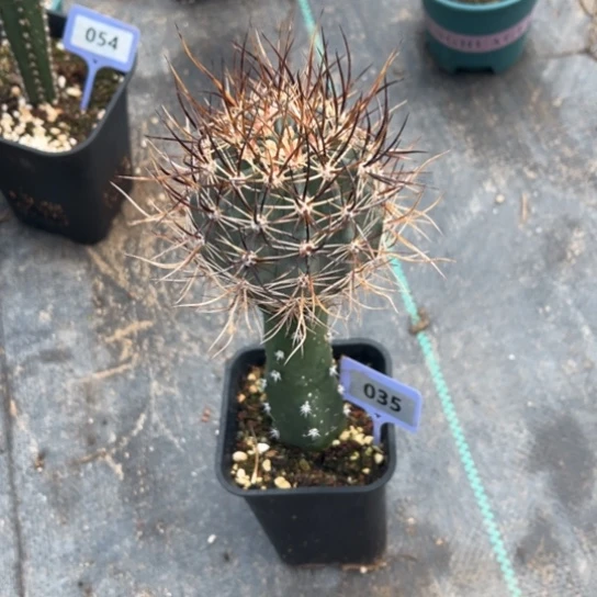 嫁接林氏幻虾脱土发035