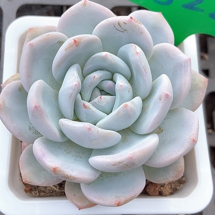 一***家多肉植物雪茶822