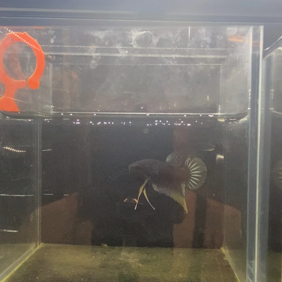 斗鱼包活不包损所见即所得046