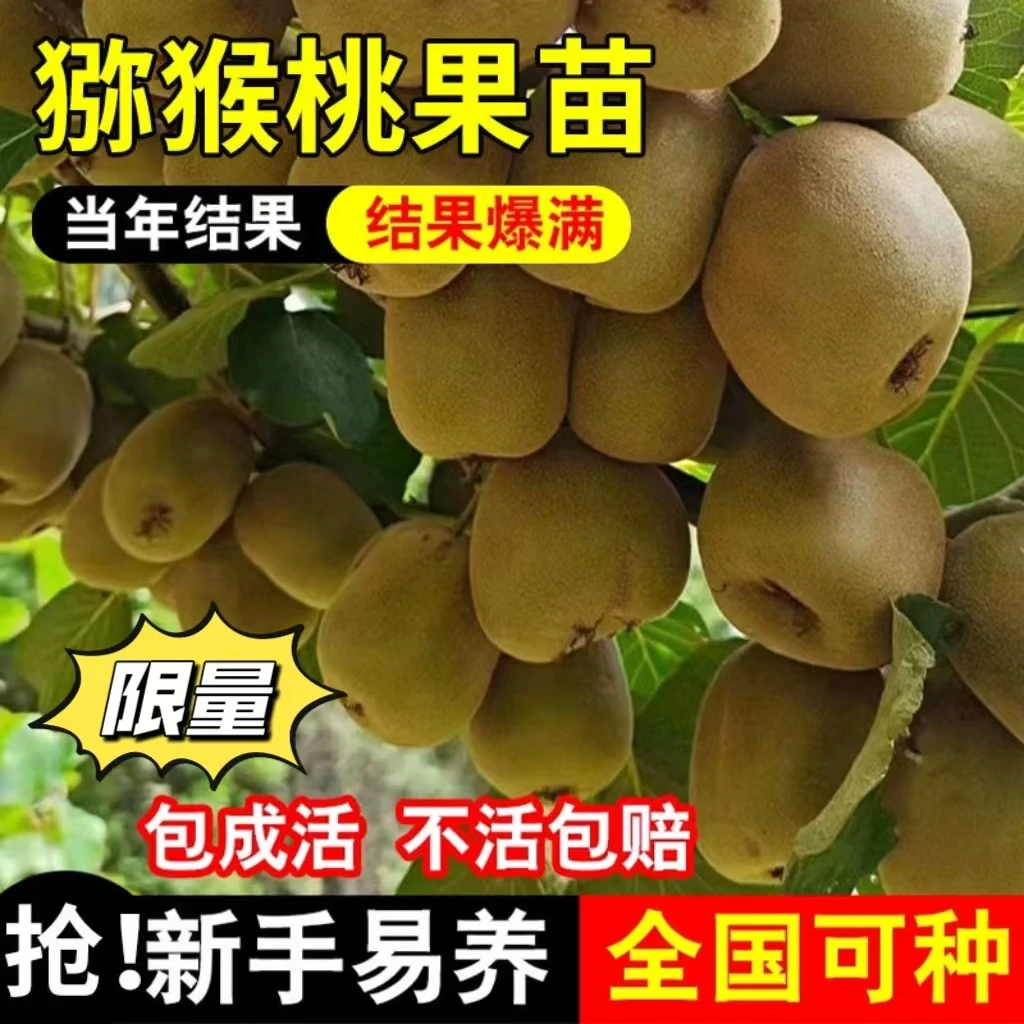 【猕猴桃原杯原土带叶发货】猕猴桃嫁接苗盆栽地栽庭院种植养死包赔