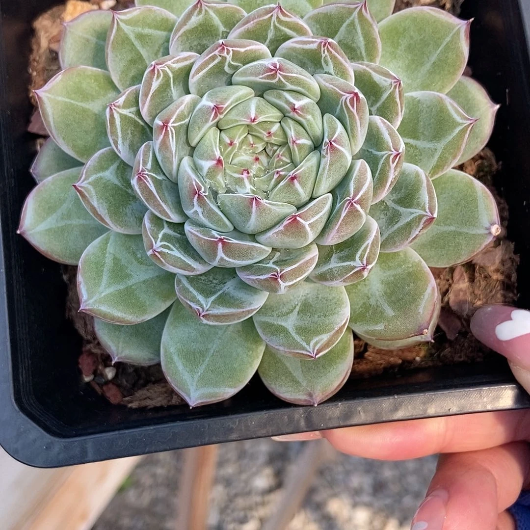 金泰家多肉，439雪花珍妮母本