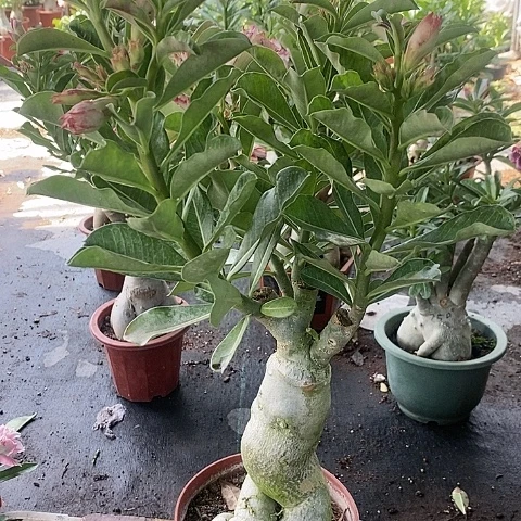 【闪购商品】无花朵染*年