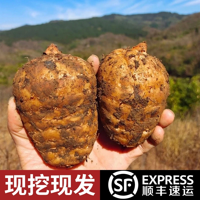 正宗高海拔乌天麻毕节小草坝云贵新鲜天麻仿野生三年种植炖鸡煲汤