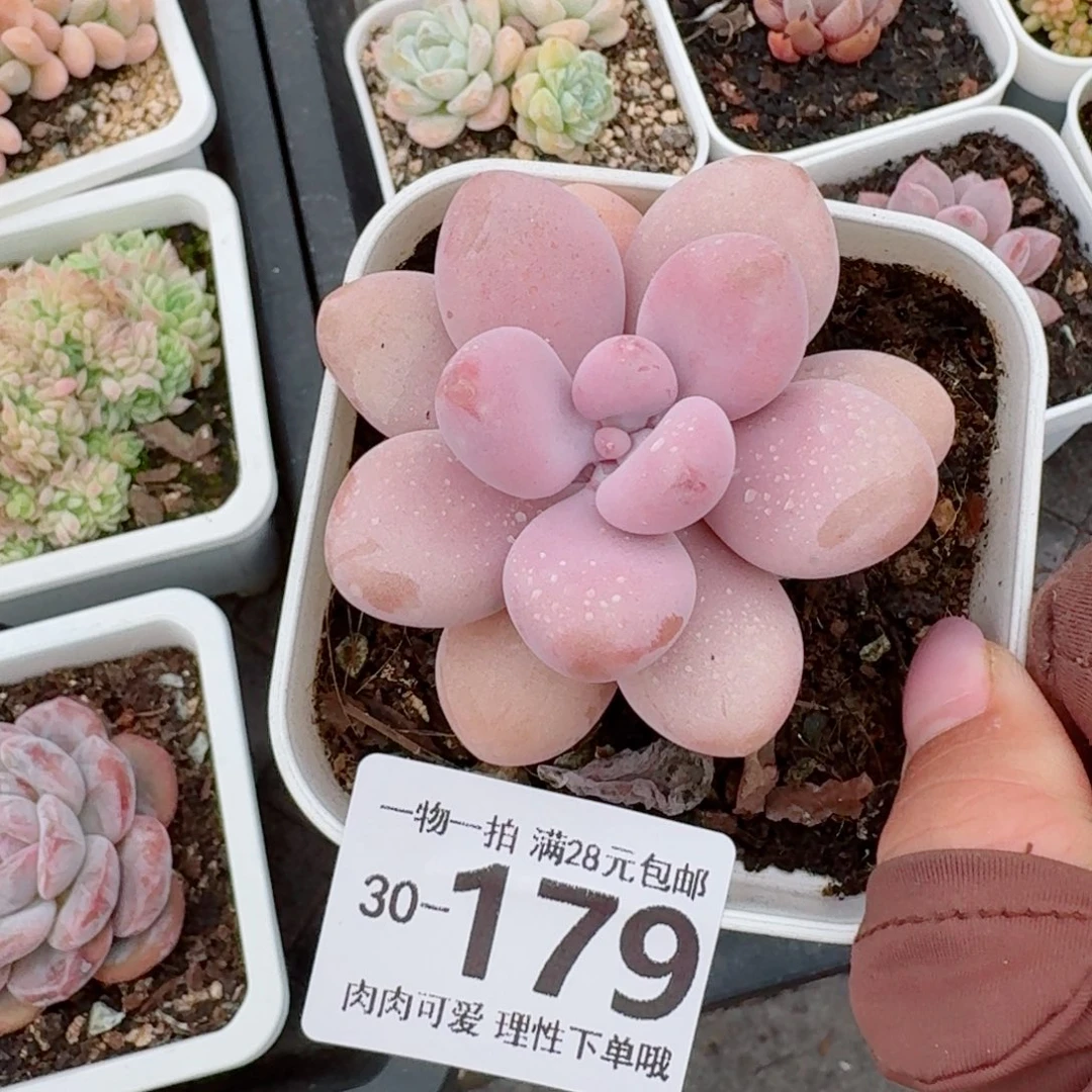 桃蛋无盆土发货无盆土发货无