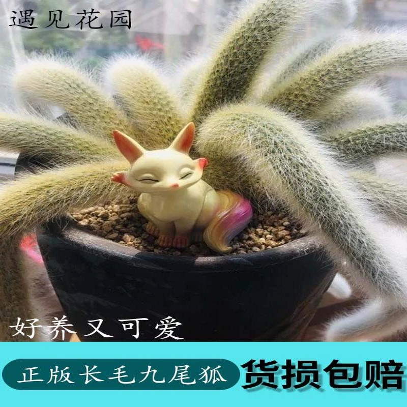 九尾狐多肉正版长软毛白狐品种开花垂吊室内阳台绿植盆栽稀有植物