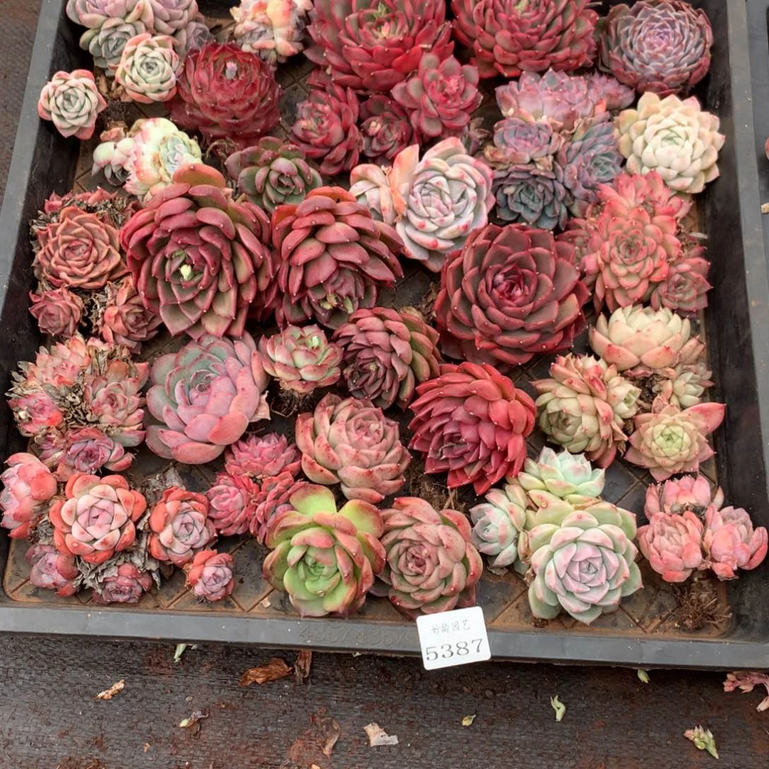 蛋*5387瑕疵不售后框拍