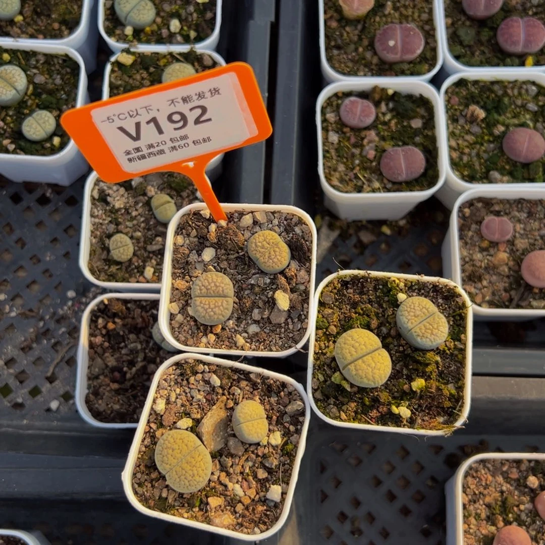 啊***啊192 一物一拍，默认有伤，介意勿拍，不退不换