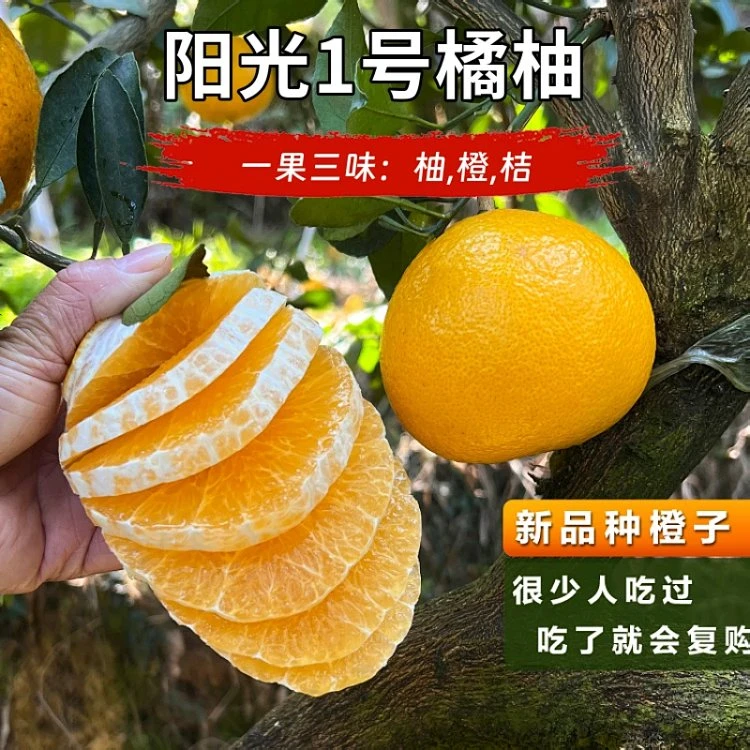 柑橘新品种四川阳光一号桔柚纯甜无酸爆汁甜心桔柚5/9斤