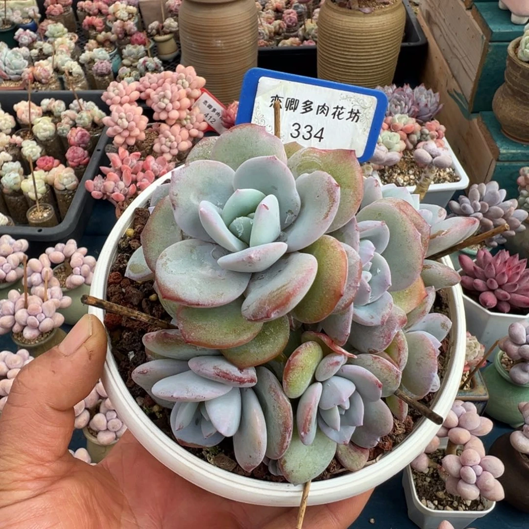334号奶茶8头无砍00