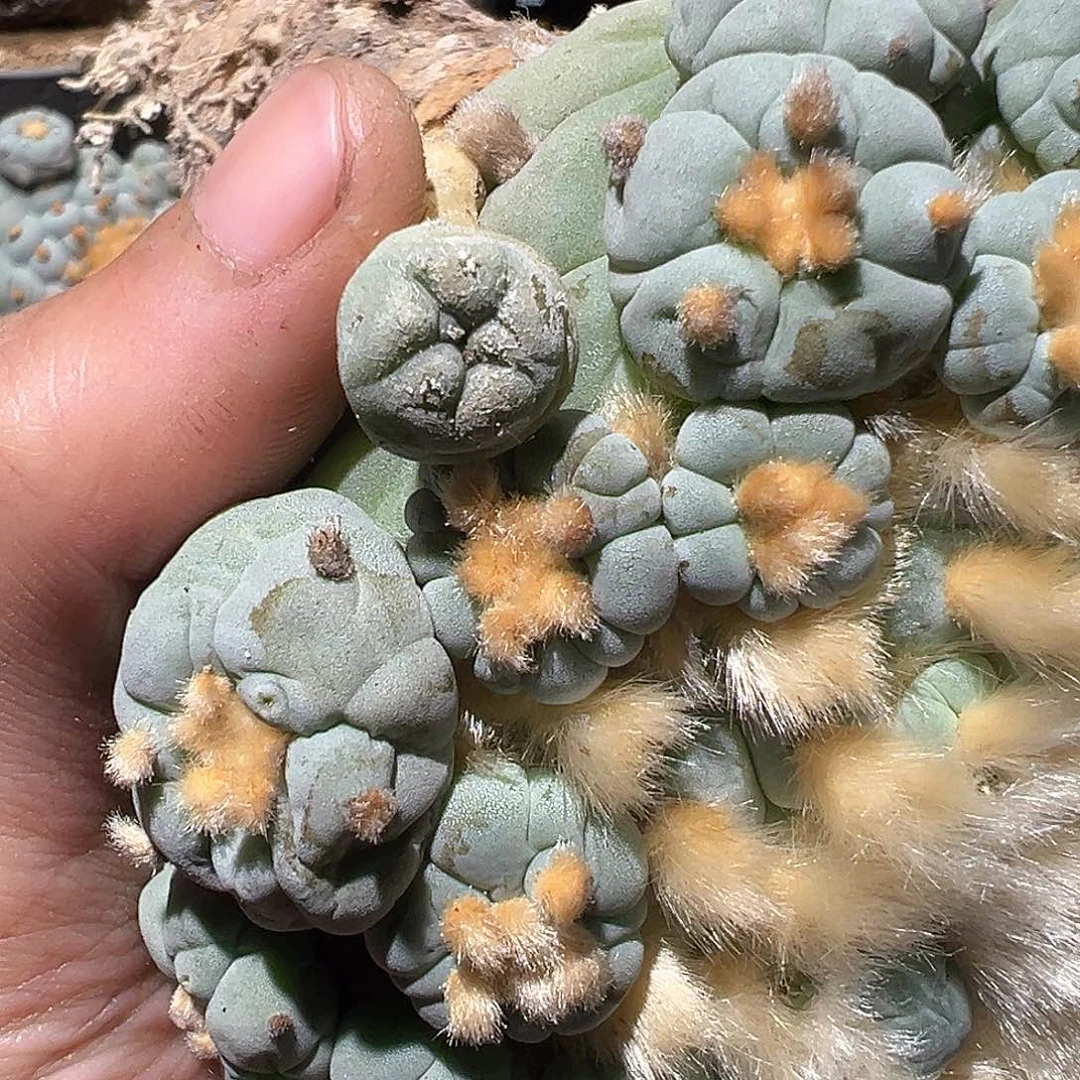 产地大奇艺宝侧芽