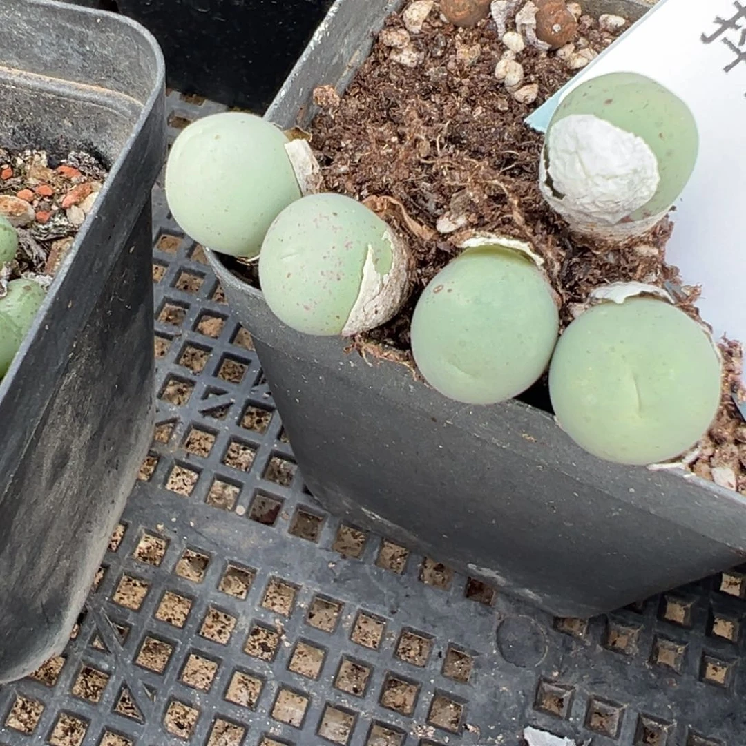 12-138鸽子蛋多肉植物