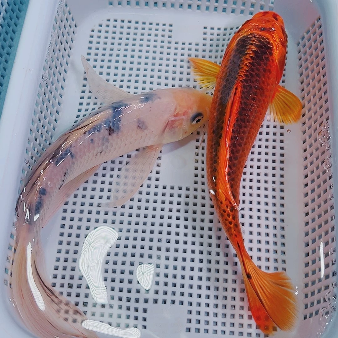 锦鲤锦鲤冷水鱼观赏128