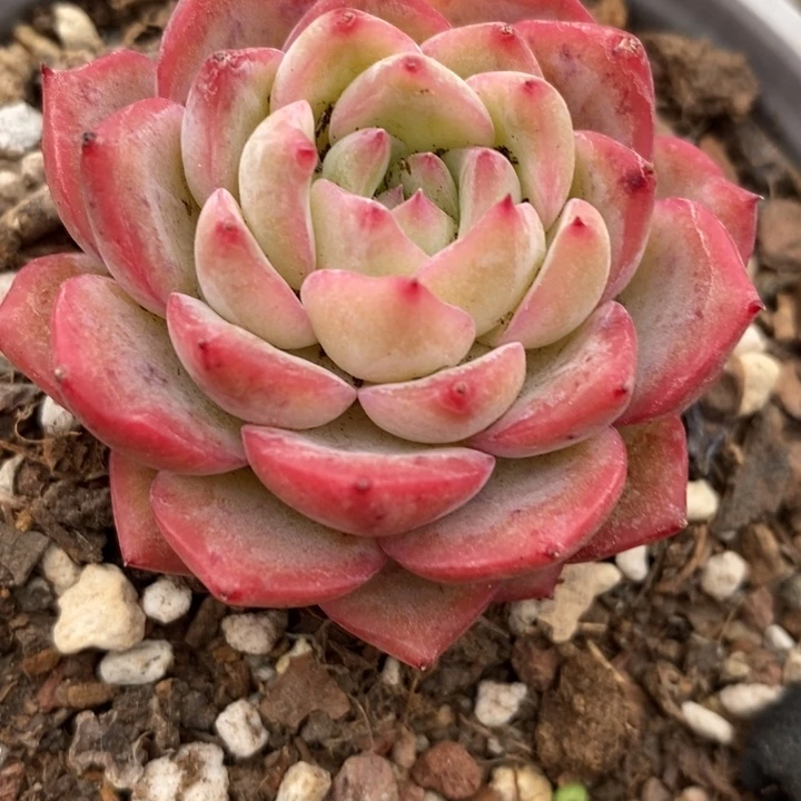 红鸾单头多肉整红色