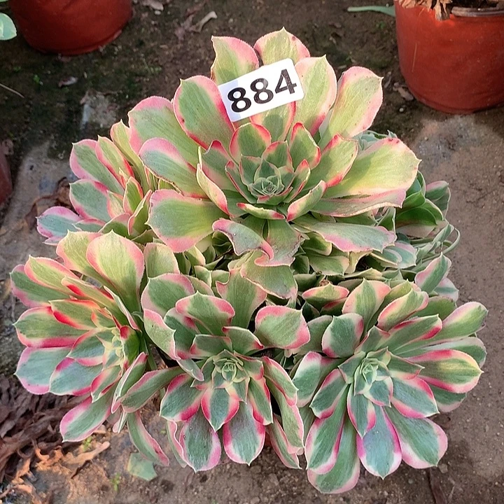 多肉植物布加迪884