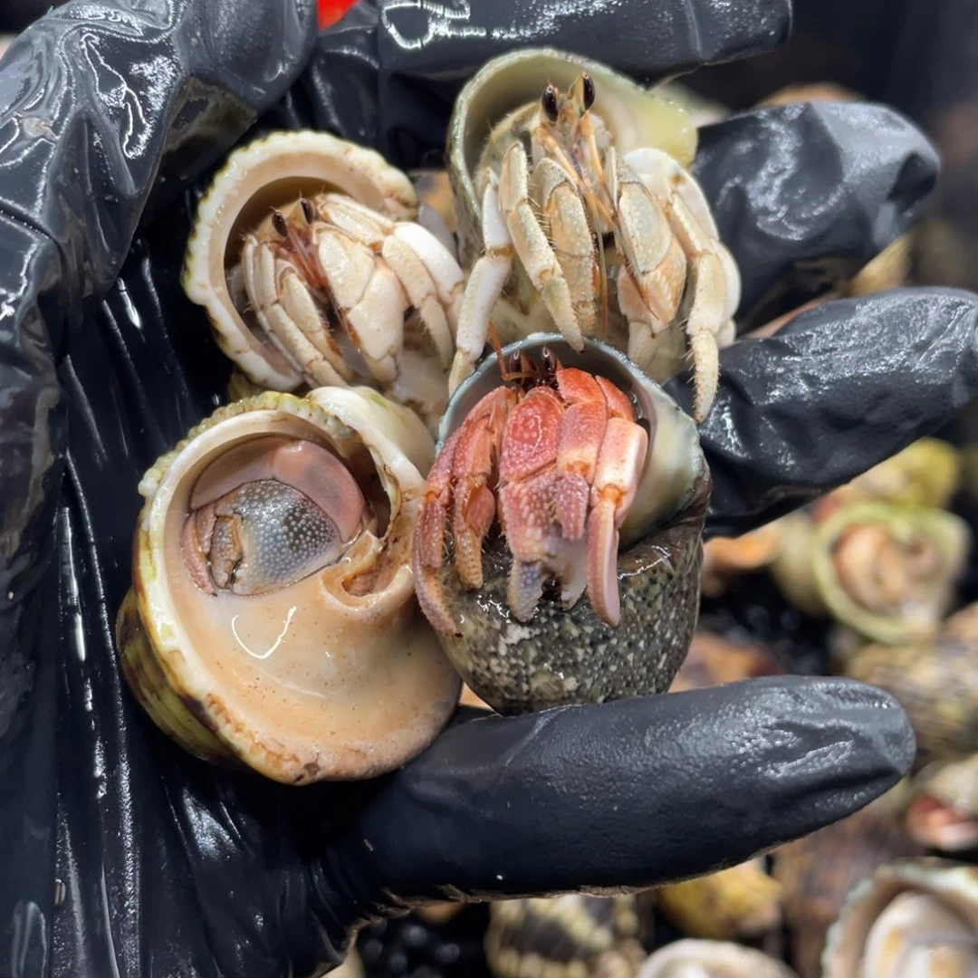 不退不换谢谢支持43