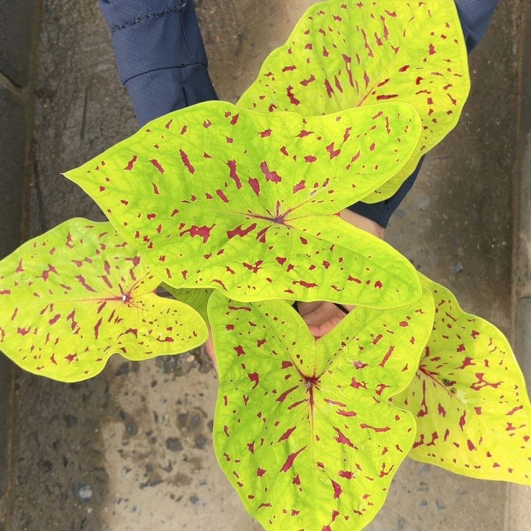 710-0119秋香F3彩叶芋泰国发货