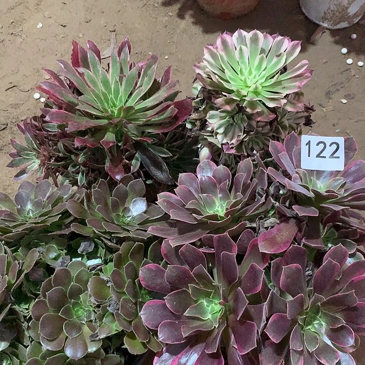 无花朵122四颗多肉植物组合晚